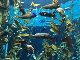 水族馆旅游拍照技巧与方法大全(水族馆旅游拍照技巧与方法大全视频)