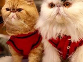 关于如何买到脾气好的小猫？的信息