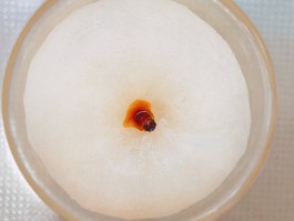 冰糖雪梨的做法(冰糖雪梨的做法止咳化痰)