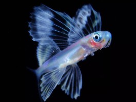 包含从生物学来讲，是否可能存在一种生物，既具有人类的智慧、又具有顶极捕食者的体能？的词条