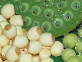 莲子的营养价值(新鲜莲子的营养价值)