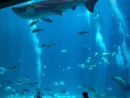 水族馆旅游拍照技巧与方法大全(水族馆旅游拍照技巧与方法大全图片)