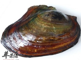 河蚌的营养(河蚌的营养价值禁忌)