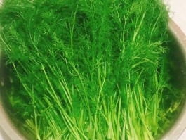 茴香菜的做法(茴香菜的做法有哪些)