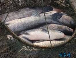 青鱼的营养价值(青鱼的营养价值高吗)