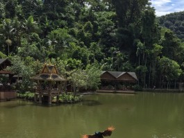西双版纳旅游网(西双版纳旅游网在线)