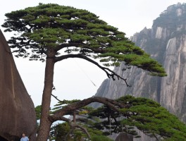 黄山旅游资讯(黄山旅游600054)