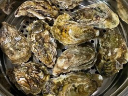 烧烤摊卖的都是什么生蚝品种图片视频(烧烤摊卖的都是什么生蚝品种图片视频大全)
