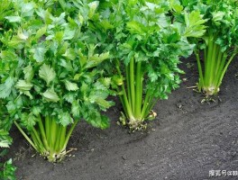 芹菜的营养价值(豆干炒芹菜的营养价值)