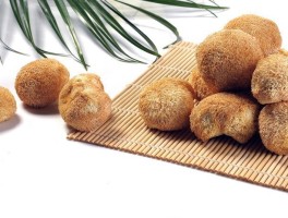 猴头菇的营养价值(猴头菇的功效与作用及营养价值)